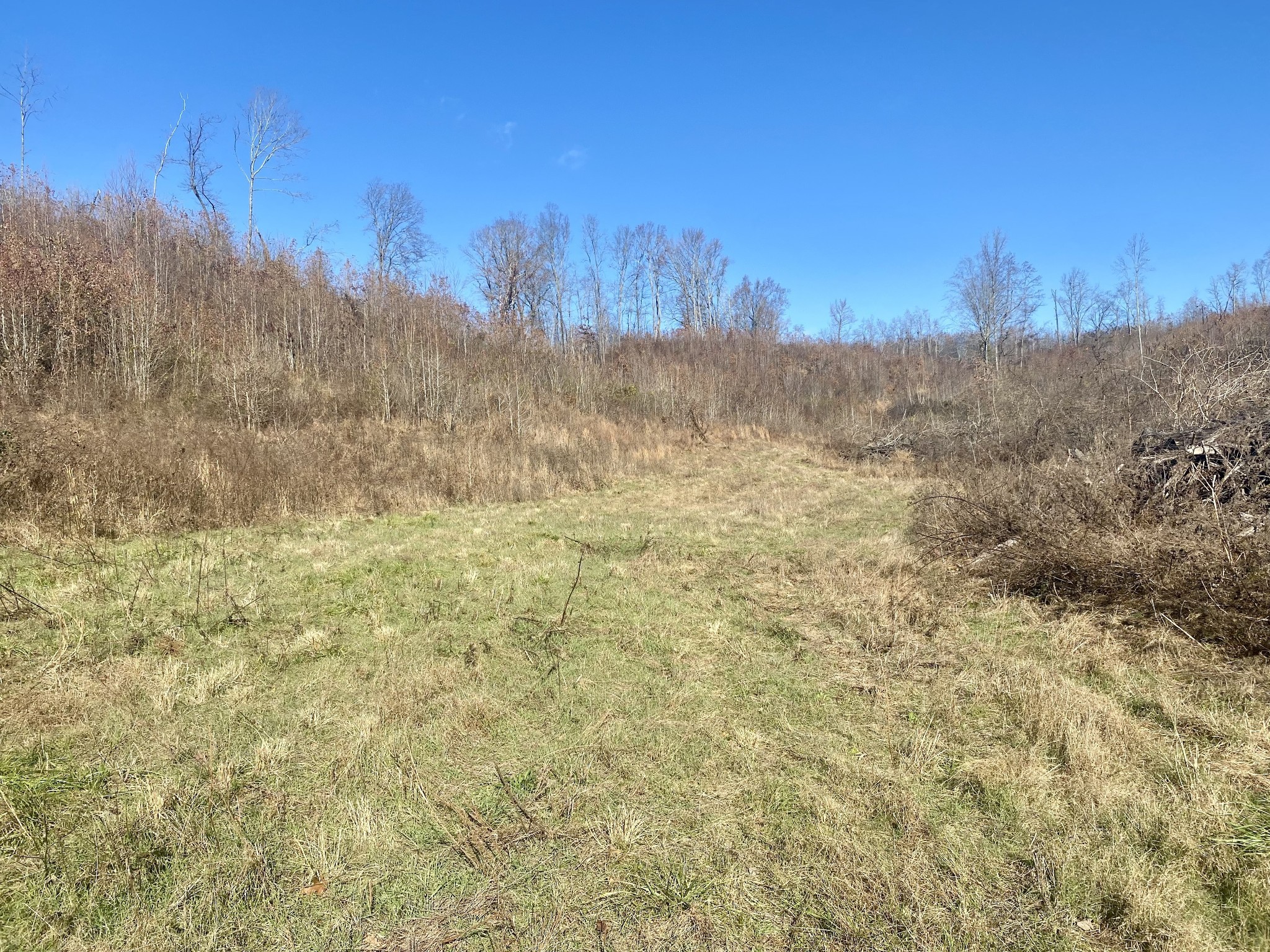 4570 Highway 64 Pulaski, TN 38478 - Photo 19 of 31 a view of a yard with trees in the background