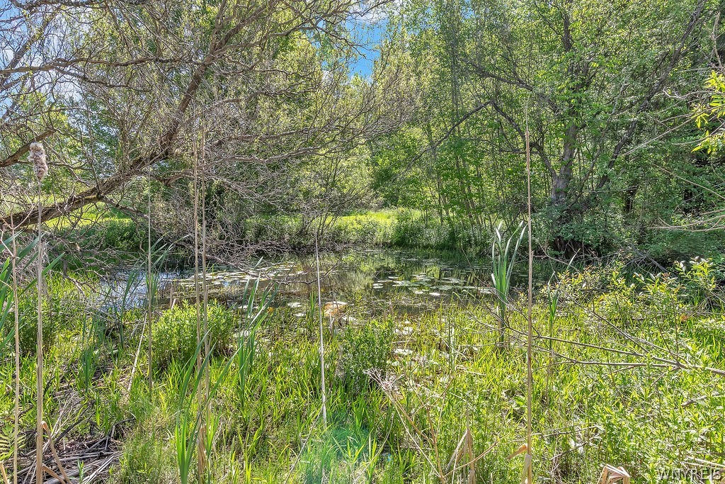 8061 Cole Road Boston, NY 14033 - Photo 9 of 49 small pond at back of property