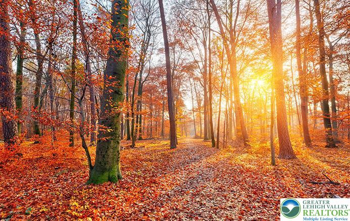 0 West Ridge Drive Newfoundland, PA 18445 - Photo 6 of 8 a backyard of a house with large trees