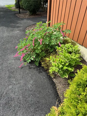 a view of a backyard with plants