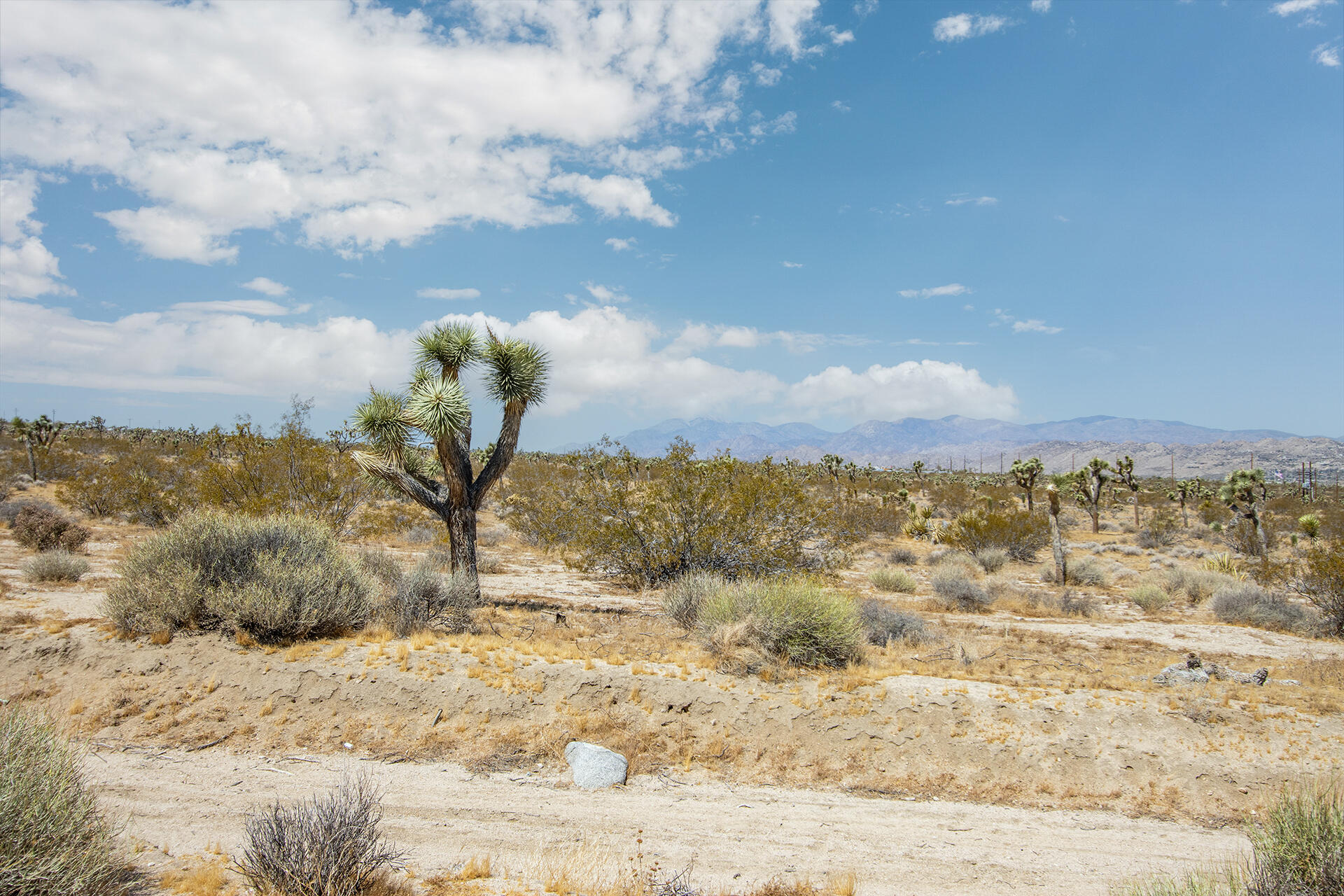 7382 Olympic Road Joshua Tree, CA 92252 - Photo 30 of 38 img-40