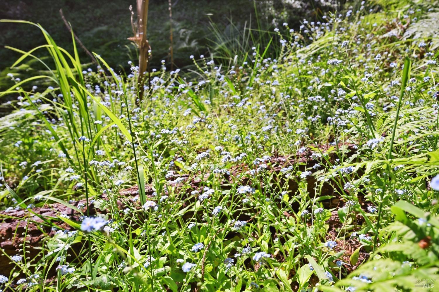 21713 Starrett Hill Drive Monte Rio, CA 95462 - Photo 46 of 50