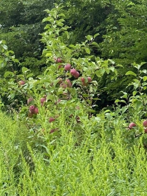 32974 Potter Lane Muscoda, WI 53573 - Photo 45 of 85