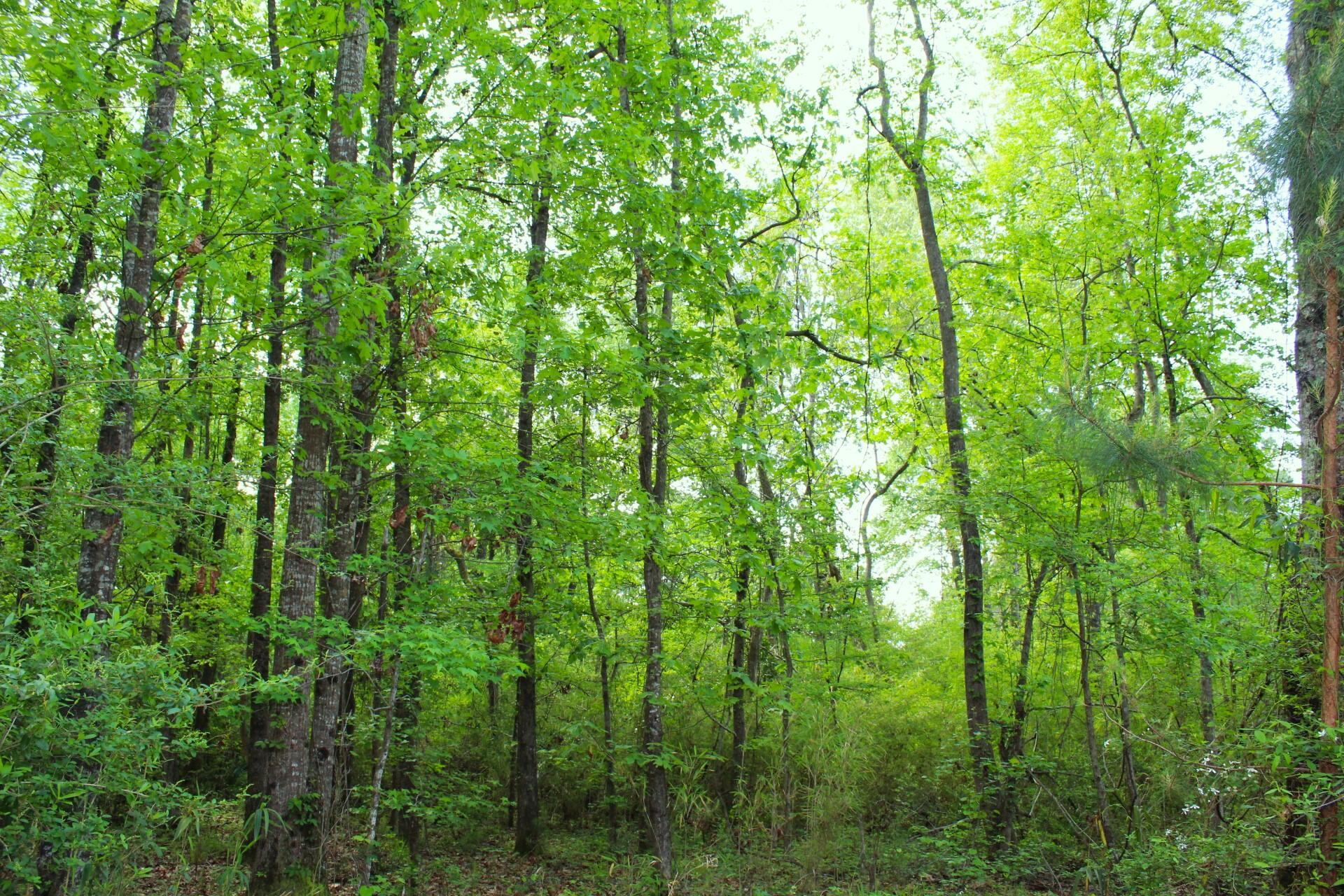 2875 Virginia Rouse Rd Mount Mount Pleasant, SC 29466 - Photo 1 of 5 2875 Virginia Rouse5