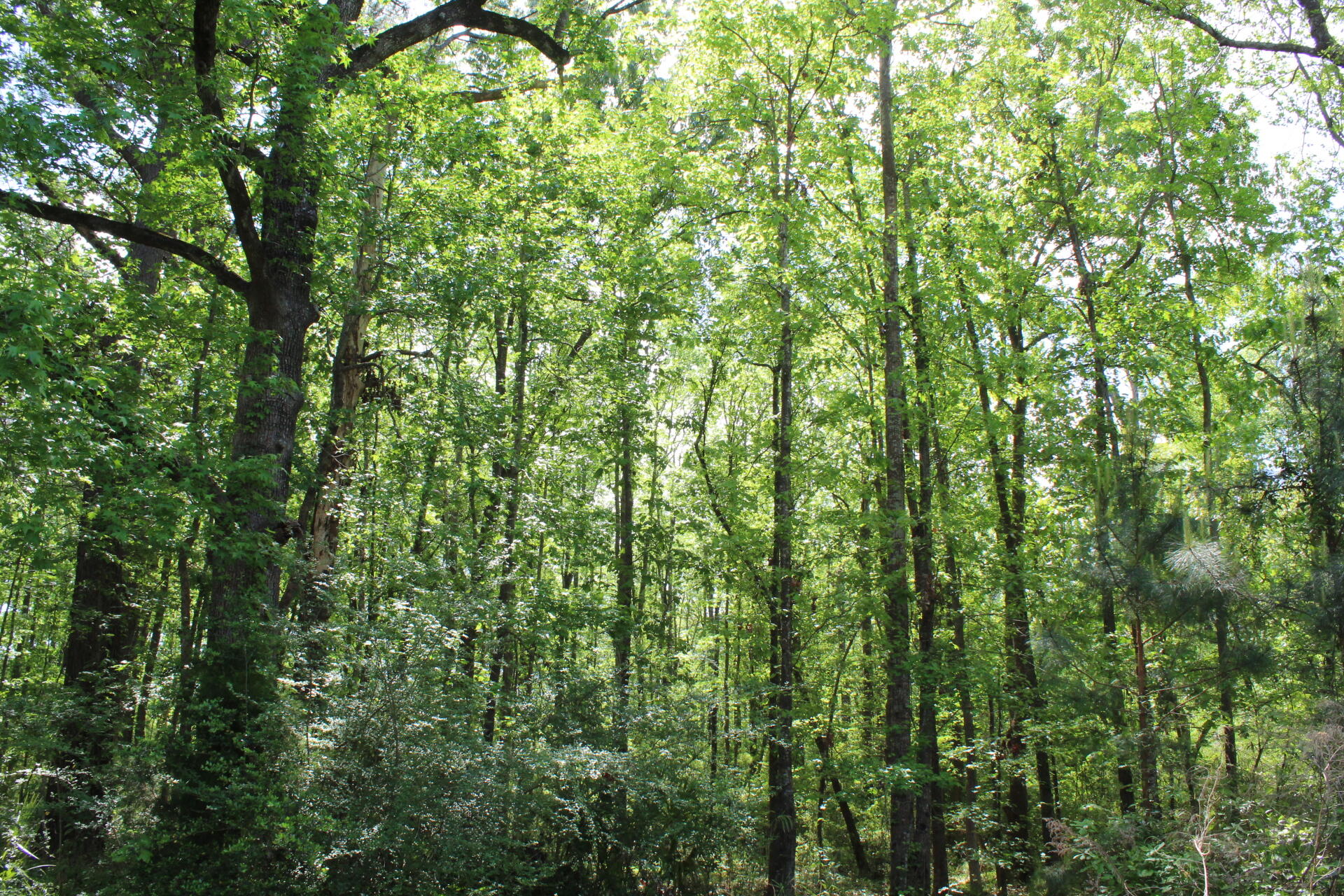 2875 Virginia Rouse Rd Mount Mount Pleasant, SC 29466 - Photo 2 of 5 2875 Virginia Rouse 2