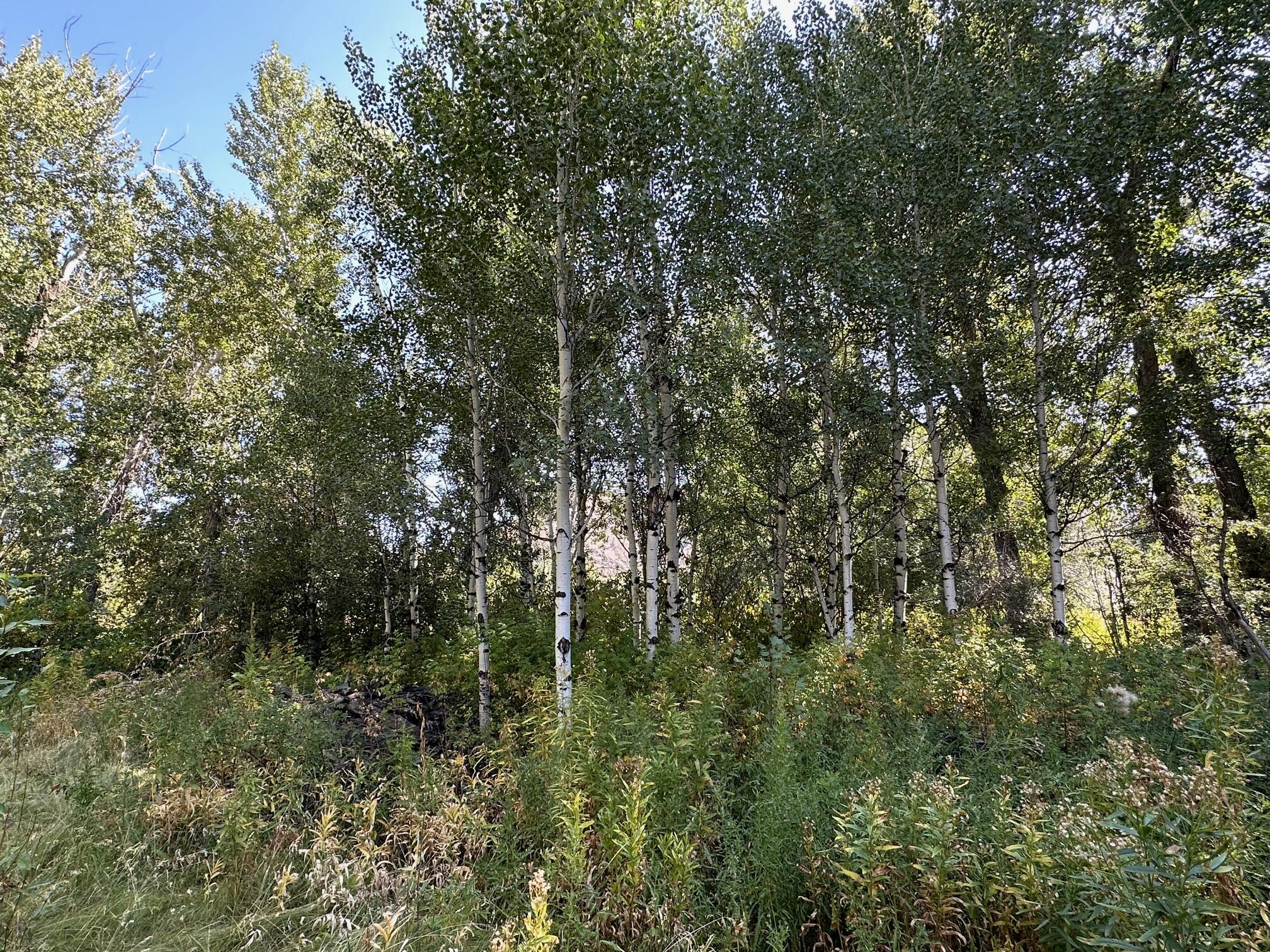 146 River Ranch Road Blaine County, ID 83340 - Photo 12 of 12 12