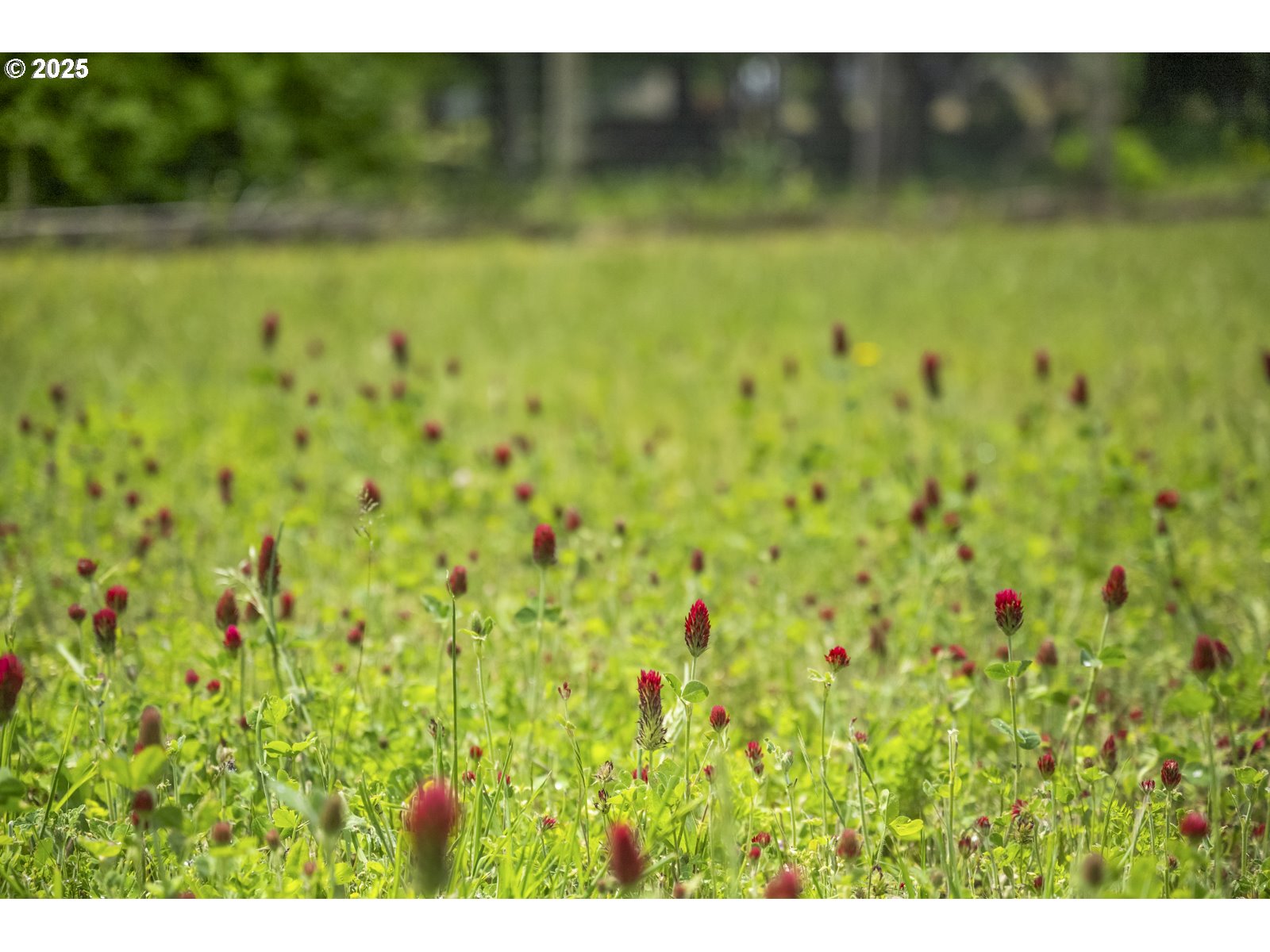 10623 Northeast Fox Farm Road Dundee, OR 97115 - Photo 42 of 47