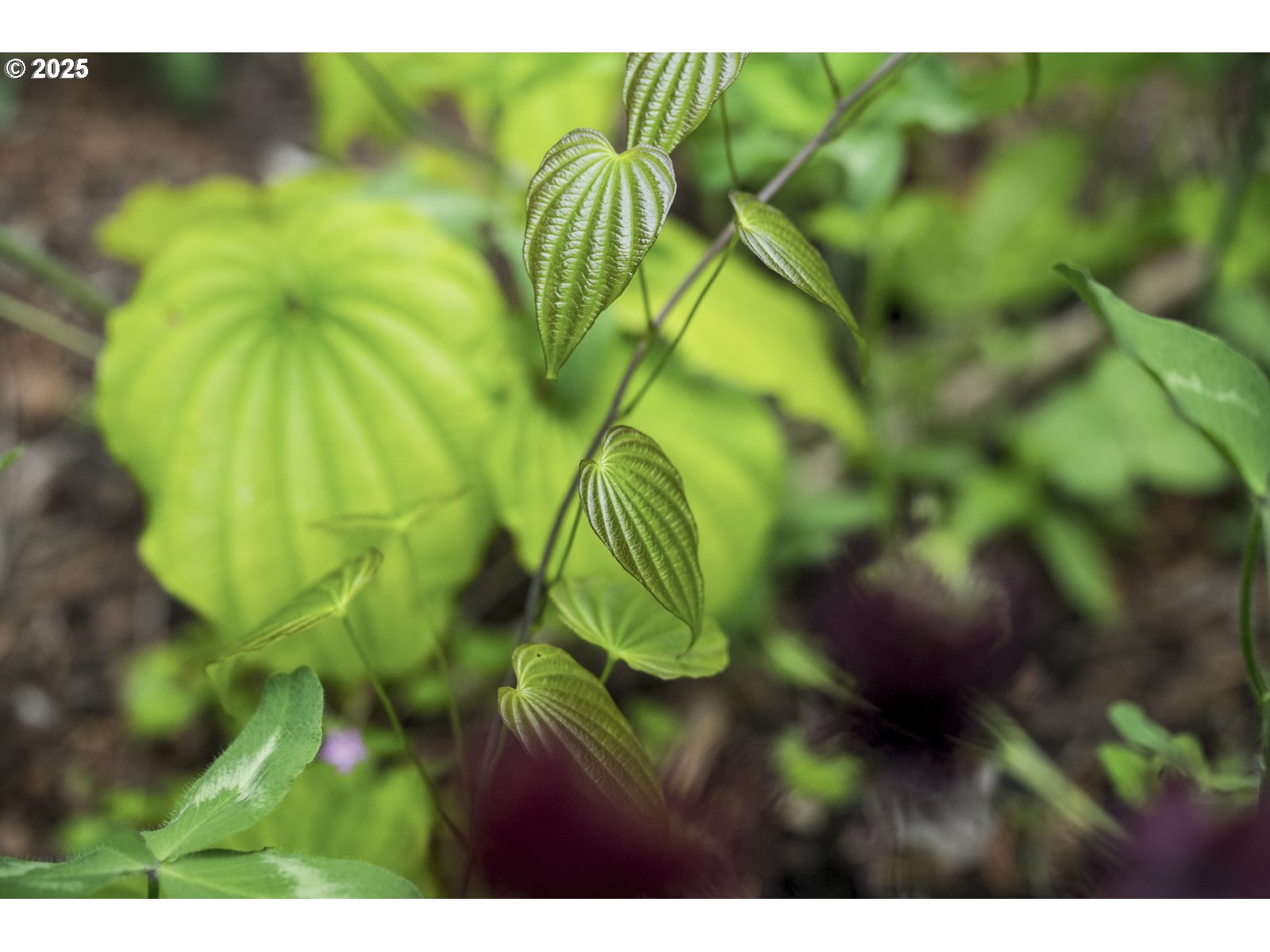 10623 Northeast Fox Farm Road Dundee, OR 97115 - Photo 45 of 47