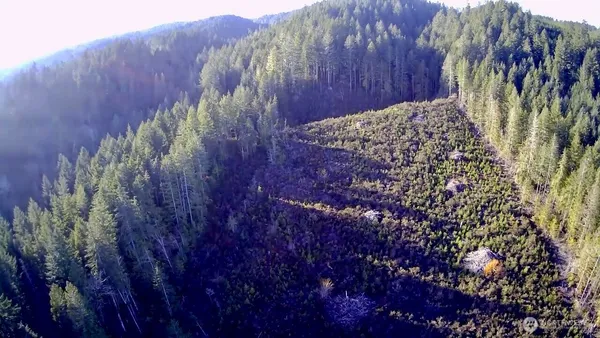 a view of a plants with a tree in the background