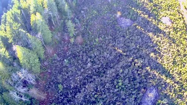 a close up of a tree