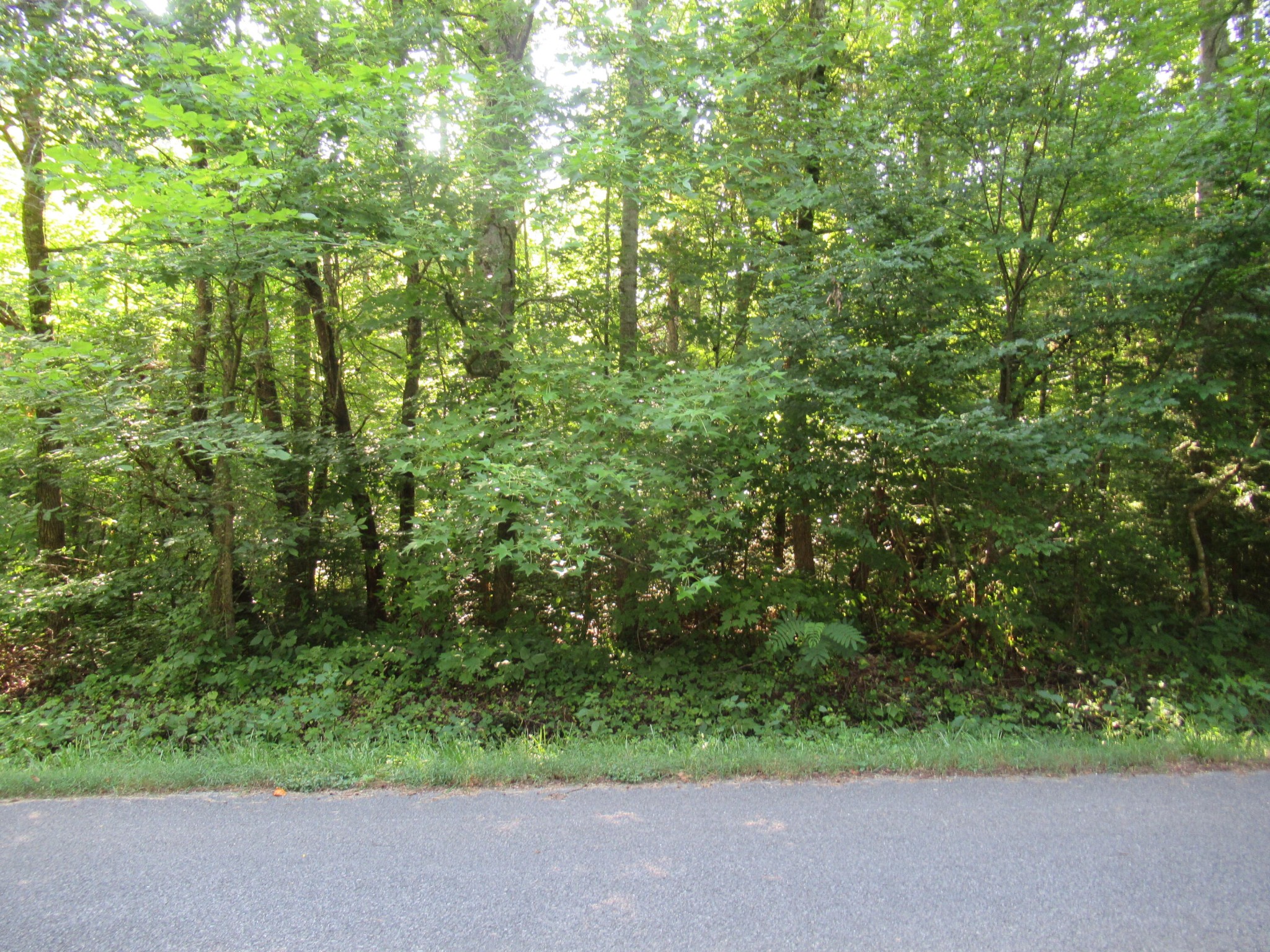 4 Rocky Flats Road Cosby, TN 37722 - Photo 2 of 18 a view of a garden