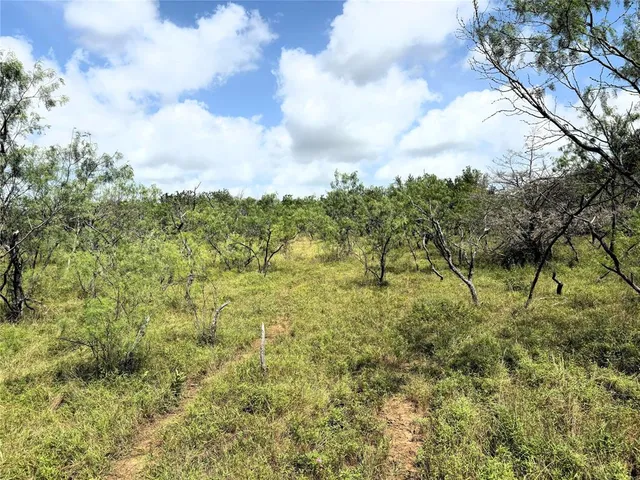 a view of a big yard with large trees