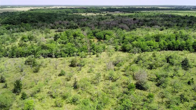 a view of a lush green forest with lots of trees