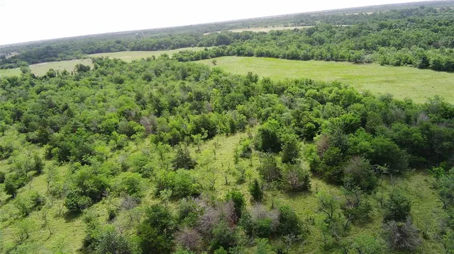 a view of a lush green forest with lush green forest