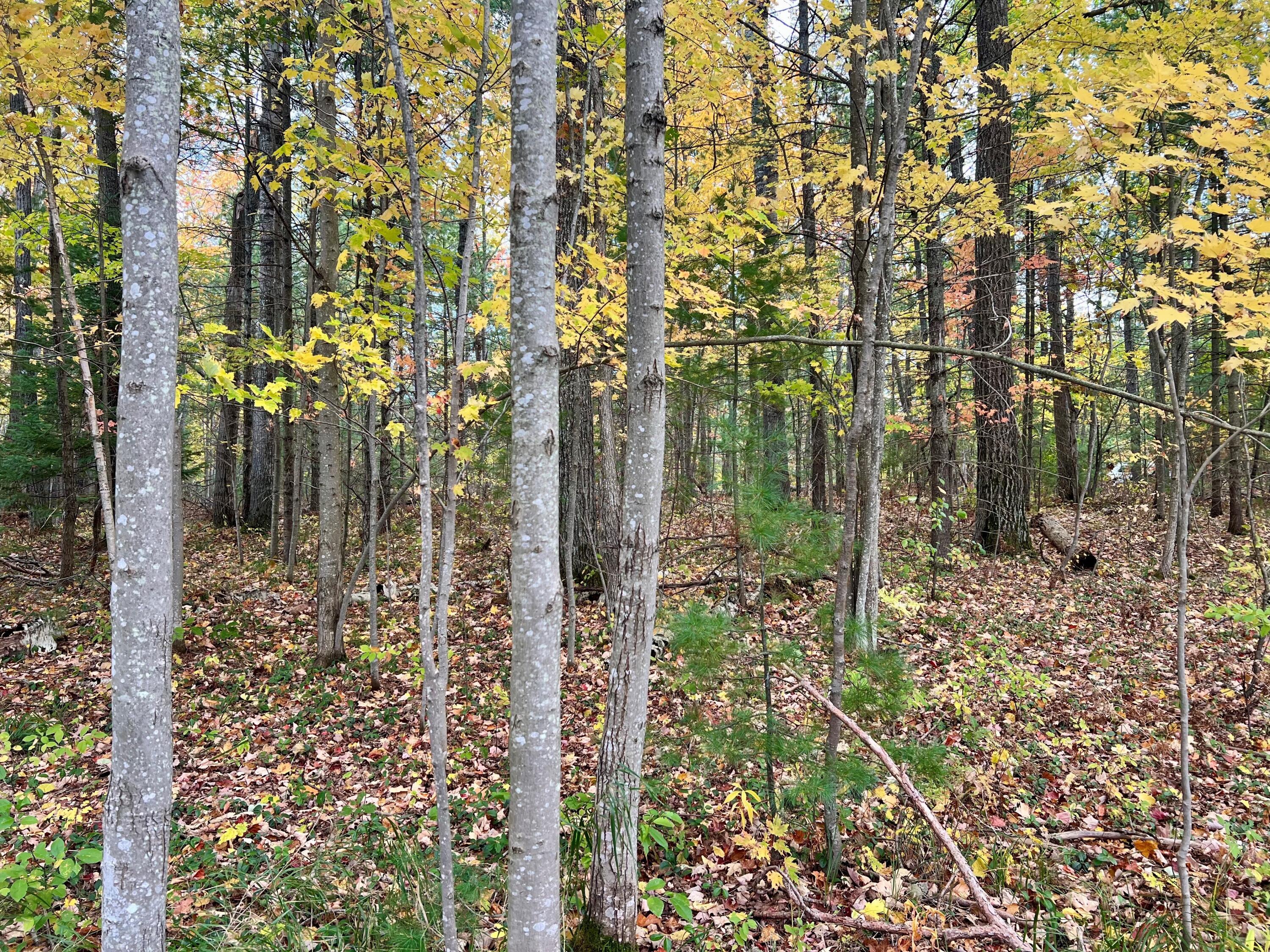 Big Wolf Lake Road Lewiston, MI 49756 - Photo 21 of 28 Gallery Image 21