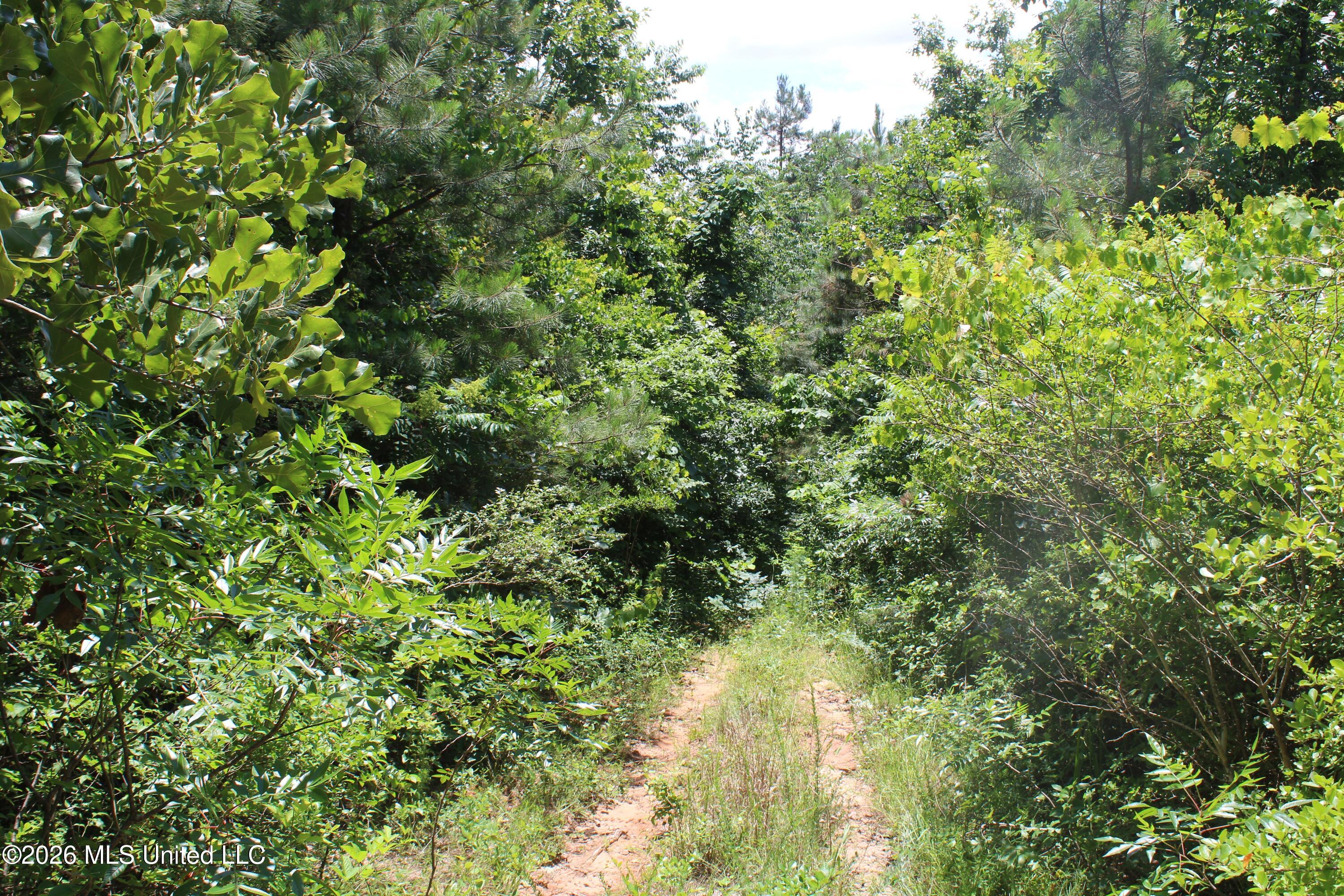 0 Scruggs Road Holly Springs, MS 38635 - Photo 22 of 25 IMG_7873