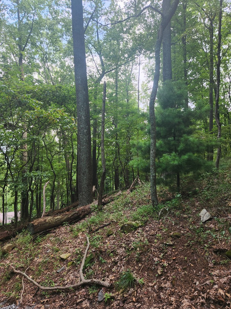 M212 East Walnut Ridge Ellijay, GA 30536 - Photo 4 of 12