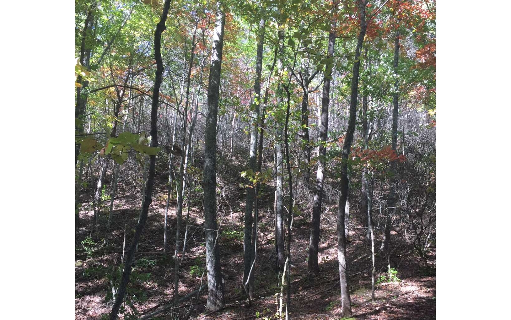 0 Pack Mountain Road Murphy, NC 28906 - Photo 1 of 3 Main View