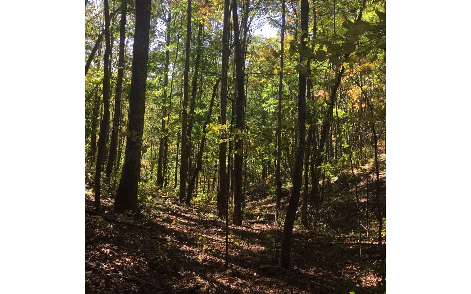 0 Pack Mountain Road Murphy, NC 28906 - Photo 2 of 3 Additional View