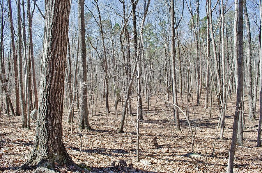 22 Fire Tower Drive Rougemont, NC 27572 - Photo 3 of 9 Photo 3