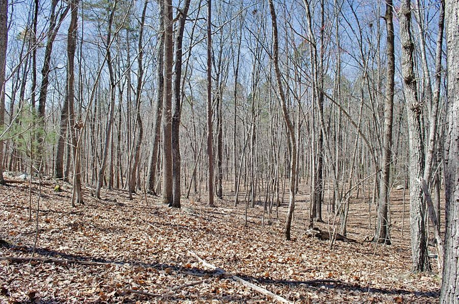 22 Fire Tower Drive Rougemont, NC 27572 - Photo 5 of 9 Photo 5