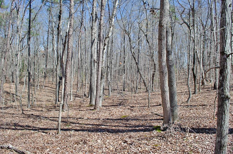 22 Fire Tower Drive Rougemont, NC 27572 - Photo 8 of 9 Photo 8