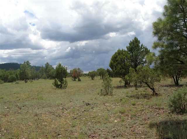 Lot #3 Porter Mountain Road Snowflake, AZ 85937 - Photo 2 of 5