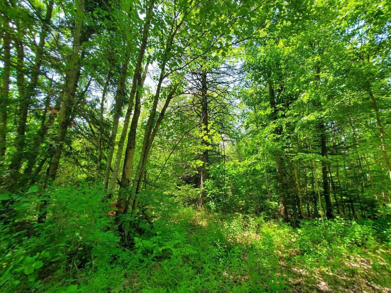 0 Morgan Road Burnham, ME 04922 - Photo 54 of 69 20250617_124559