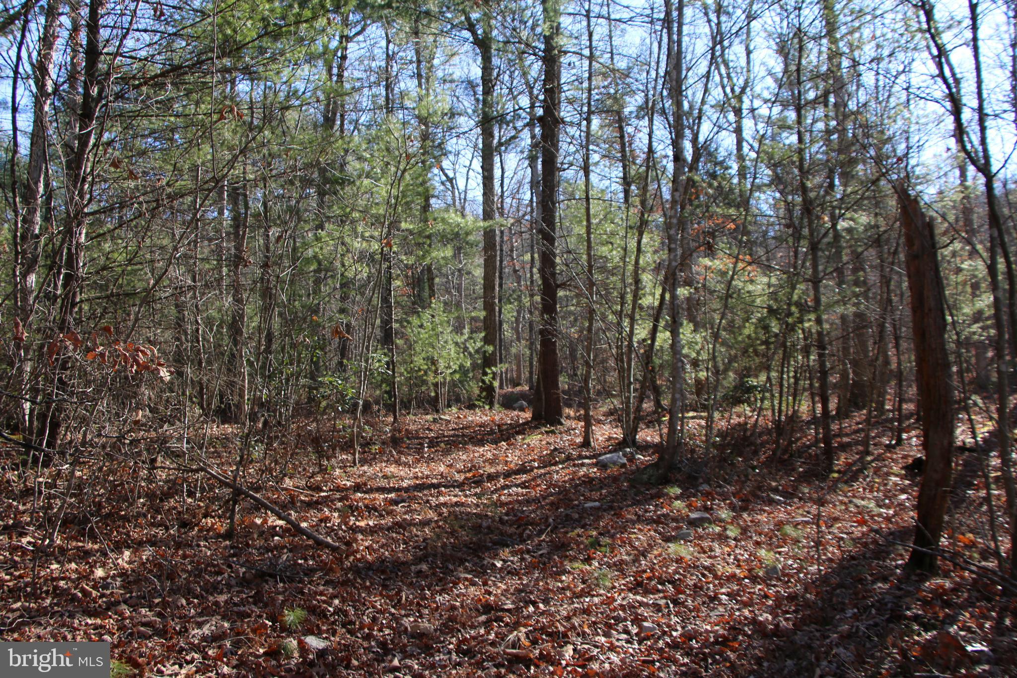 Ramsey Road Fort Valley, VA 22652 - Photo 22 of 42 Gallery Image 22