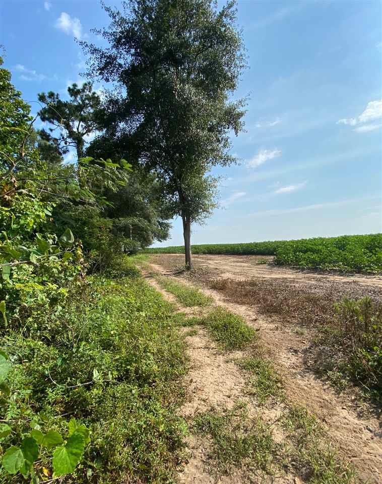3070 Bud Diamond Road Jay, FL 32565 - Photo 21 of 26 View opens up to the beautiful fields of Jay