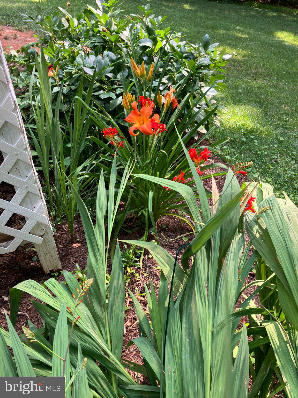 7237 Baldwin Ridge Road Warrenton, VA 20187 - Photo 10 of 15 Vibrant blooms in a lush garden.