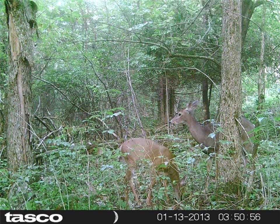 21 Tuttle Road Cornville, ME 04976 - Photo 27 of 35 Wildlife! Property has tree stands...