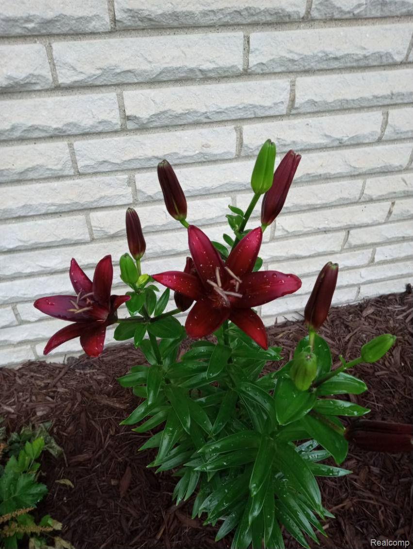 4114 West Carpenter Road Flint, MI 48504 - Photo 50 of 53 Gallery Image 50