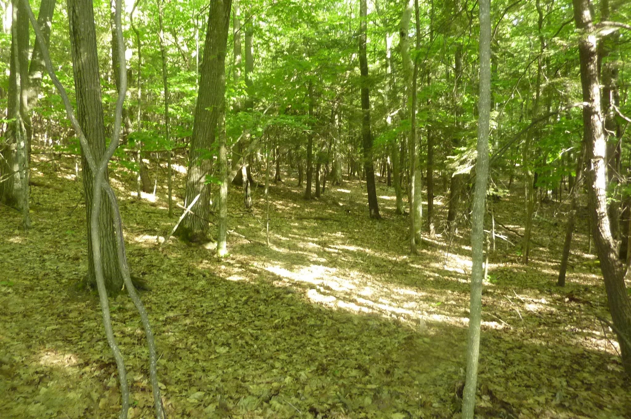 Oo Point Betsie Road Frankfort, MI 49635 - Photo 5 of 13