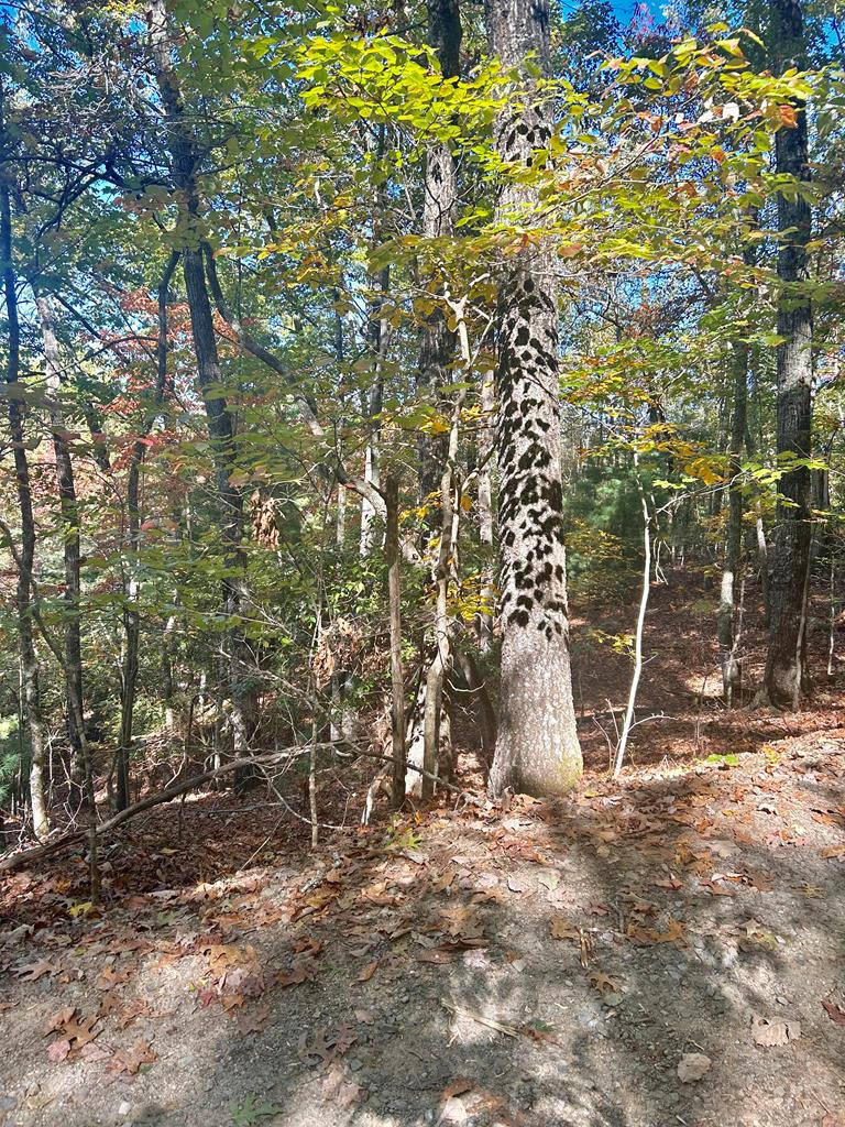 Lot 4 Ridgeline Hayesville, NC 28904 - Photo 3 of 4