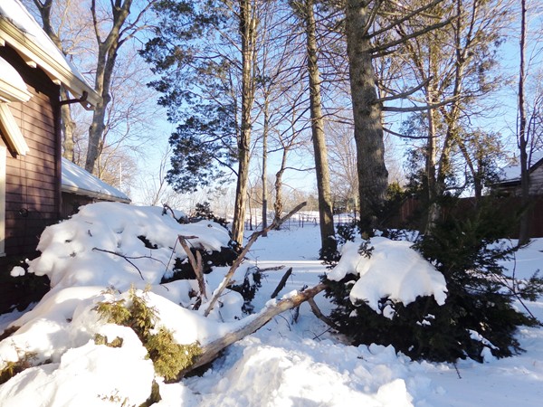 301 Common Street Watertown, MA 02472 - Photo 4 of 4 a view of a backyard of the house