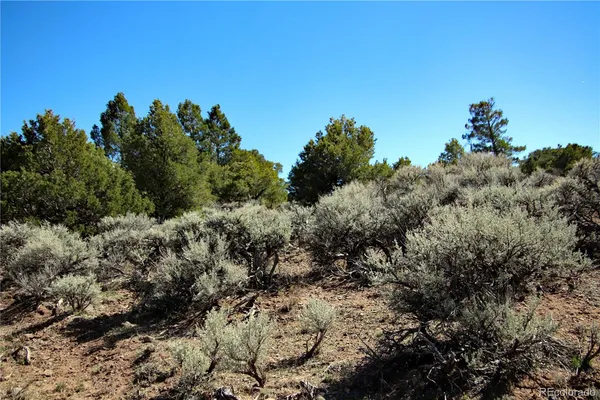a view of a bunch of trees in a field