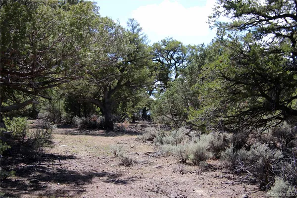 a view of a yard