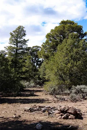 a view of a forest with trees