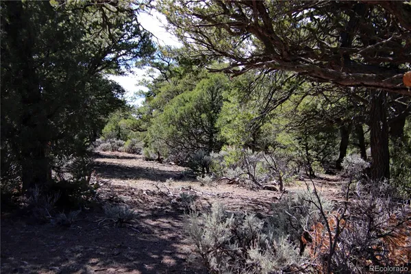 a view of a tree in a garden