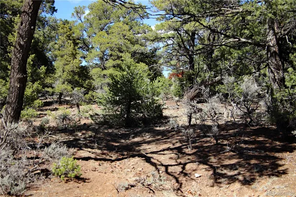 a view of tree