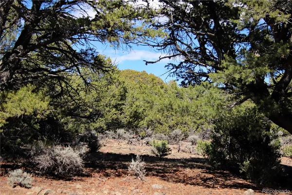 a view of a tree