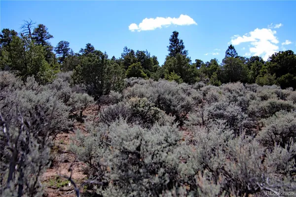 a view of a dry area with trees