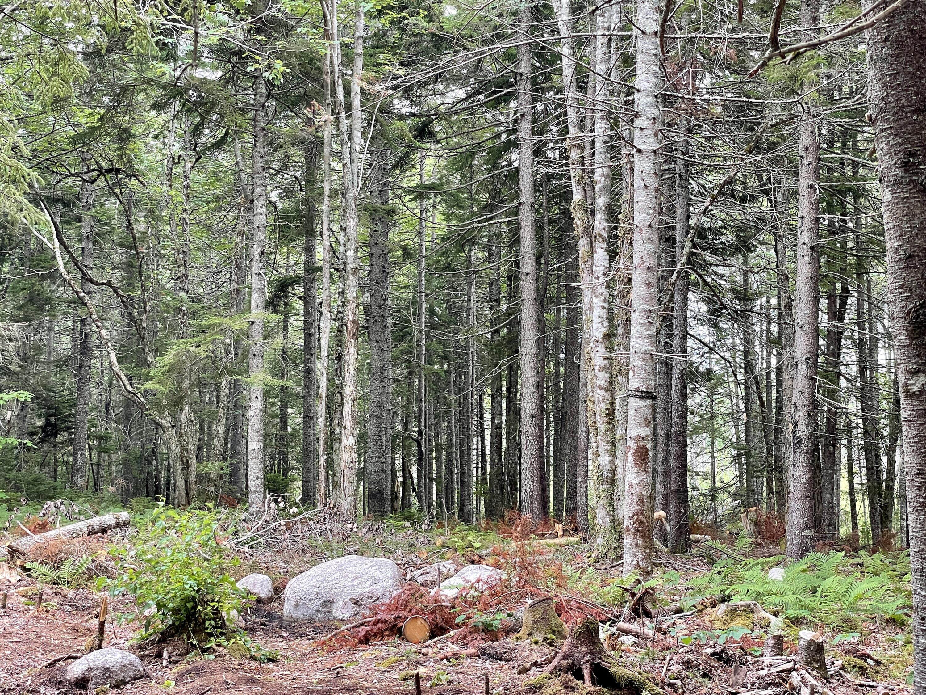 241 Mogador Road Steuben, ME 04680 - Photo 6 of 29 IMG_9195