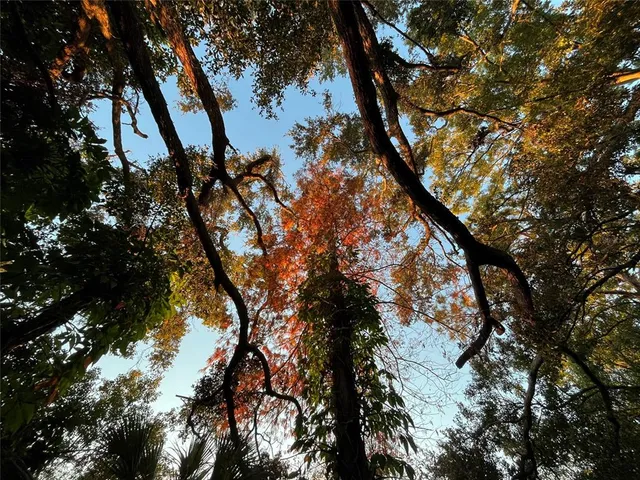 a view of tree in the yard