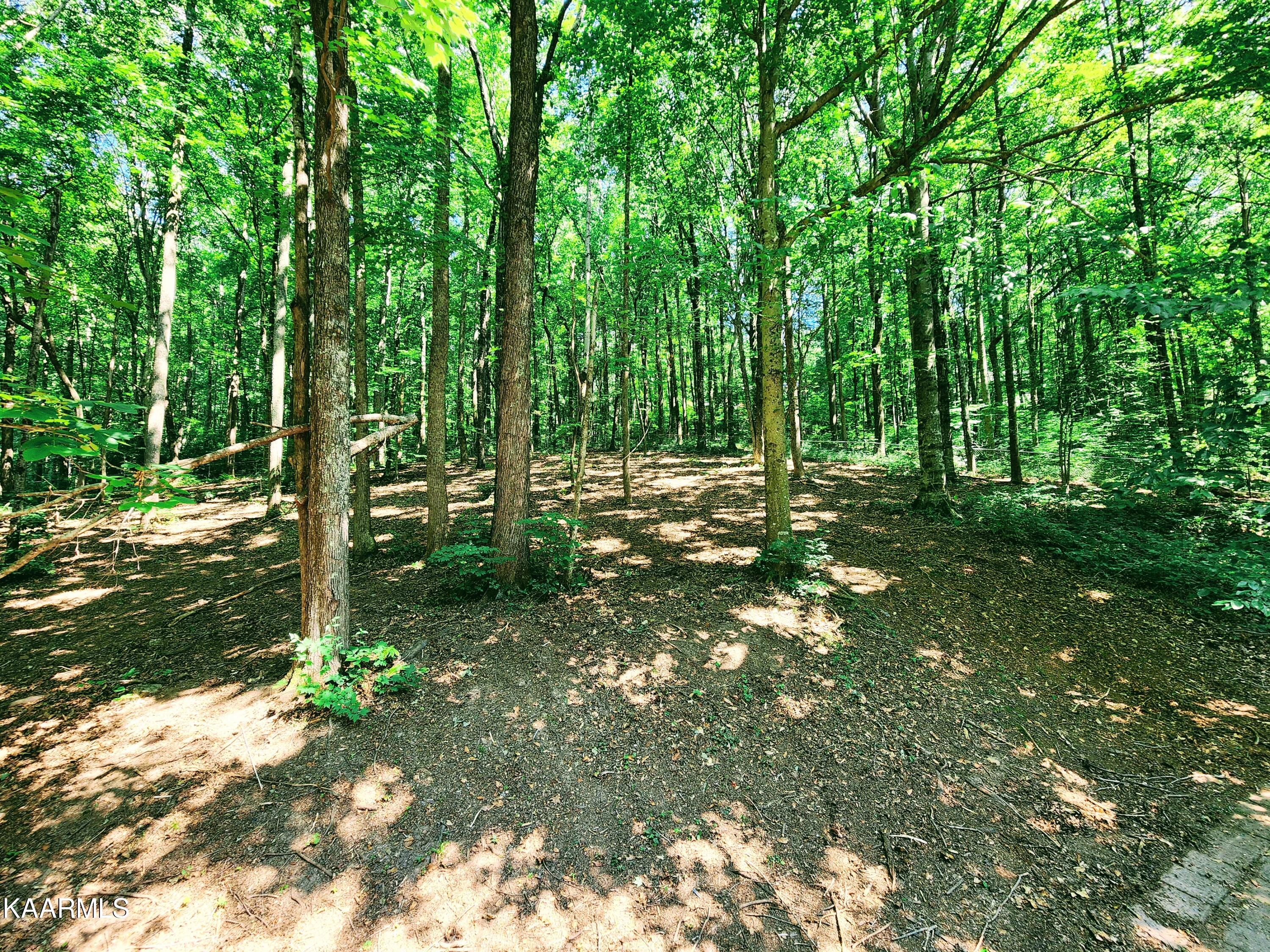 115 Wheat Ridge Oliver Springs, TN 37840 - Photo 38 of 51 Back Yard