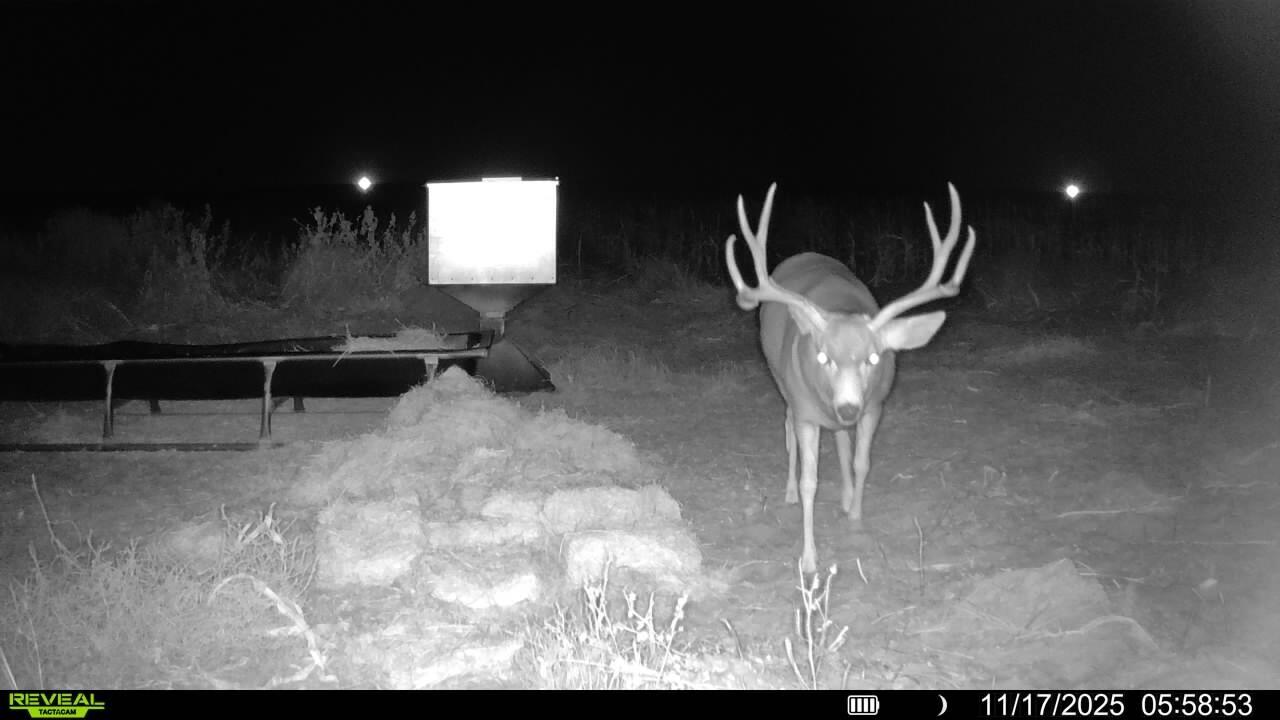 2182 Fm 2182 Morton, TX 79346 - Photo 3 of 9