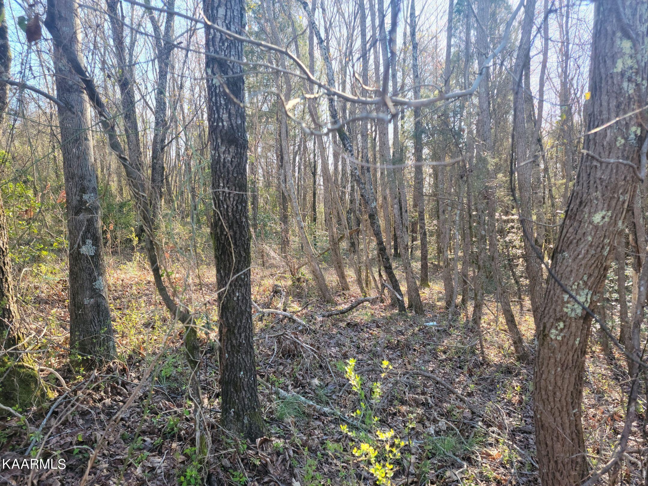 Lot 2 Hinch Street Spring City, TN 37381 - Photo 15 of 19 20230314_172048