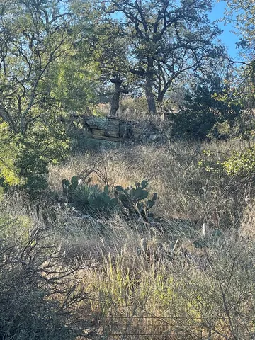 a view of a forest with large trees