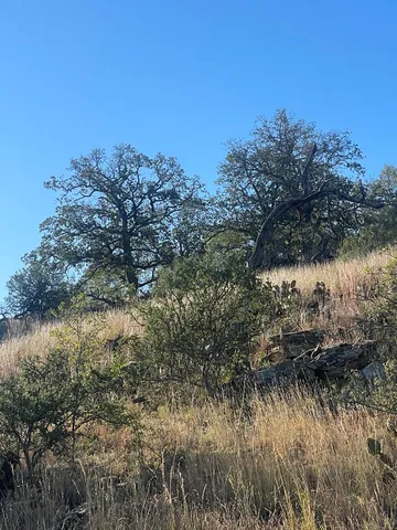 a view of a lake with a tree in the background